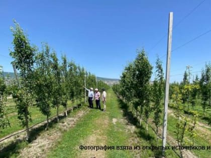 В Дагестане заложен самый крупный грушевый сад в России на площади 55 га