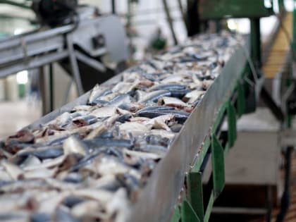 Увеличение объемов переработки рыбы в Дагестане в 2024 году