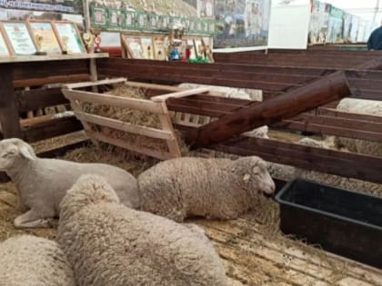 В Дагестане пройдёт XXIII Российская  выставка племенных овец и коз