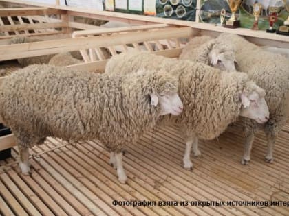 Дагестанские организации получили 45 аттестатов на XXIII Российской выставке племенных овец и коз