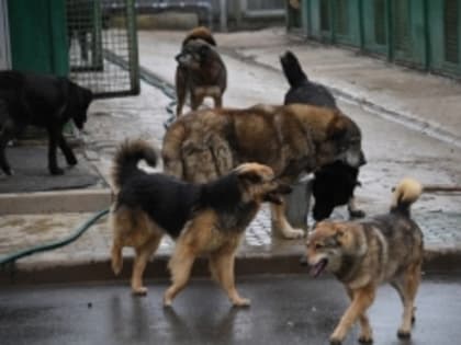 В Хасавюрте продолжается работа по отлову бродячих собак