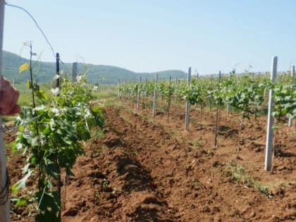 В Дагестане площадь закладки молодых виноградников выросла на 25%