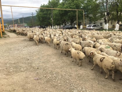 В Казбековском районе проходит перегон овец на летние пастбища