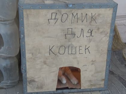 В с. Дылым Казбековского района в холода оказывают помощь бездомным животным