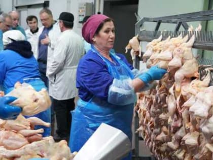 Птицефабрика в Дагестане запустила уникальное производство кормов для птицы