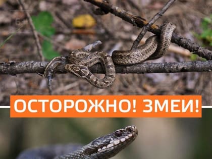 Осторожно! Змеи!