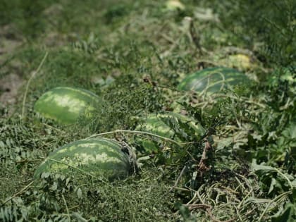 Урожай бахчевых в Дагестане вырос на 20%