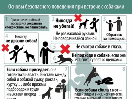 Что делать при встрече со стаей собак?