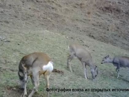 Фотоловушки в заповеднике «Дагестанский» сфотографировали европейских косуль