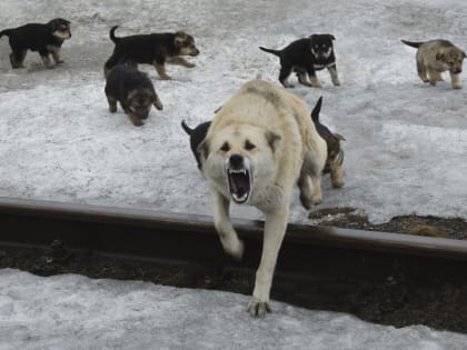 Бродячие собаки покусали двух людей в Дагестане