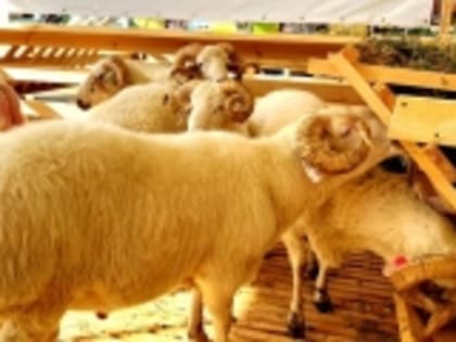 КФХ Гумбета примут участие в XXIII Российской выставке племенных овец и коз в Каспийске