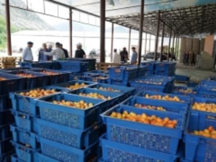 В Дагестане консервный завод после перезапуска переработал более 1 тысячи тонн фруктов