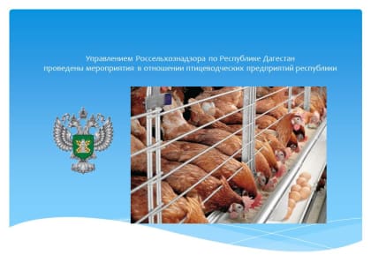 Десять птицеводческих предприятий в Дагестане обследовали специалисты Россельхознадзора