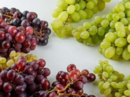 Дагестан в два раза увеличит поставки саженцев винограда в Крым в 2024 году