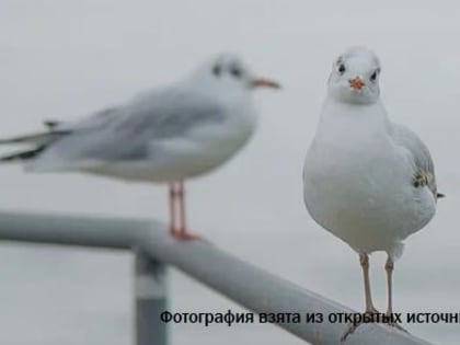 Ученые: новая болезнь "пластикоз" не дает птицам переваривать пищу