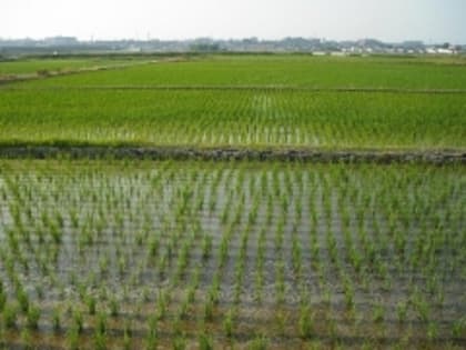 Дагестан является одним из лидеров на юге страны по объемам производства аграрной продукции