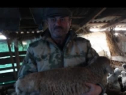 В СПК «Шабдух» началась ранняя окотная кампания