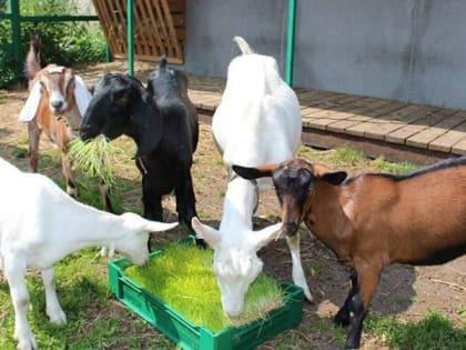 ООО «АЛИЯК» НАЧНЕТ ВЫРАЩИВАТЬ КОРМА ДЛЯ СКОТА С ПОМОЩЬЮ ГИДРОПОНИКИ