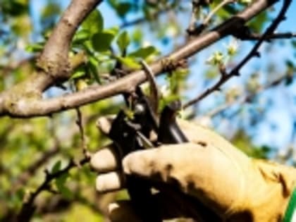 В Гумбетовском районе пройдет конкурс «Лучший обрезчик сада», посвященный 180-летию Али-гаджи из Инхо