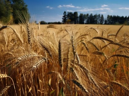 Дагестан утроит мощности морского зернового терминала в Махачкале