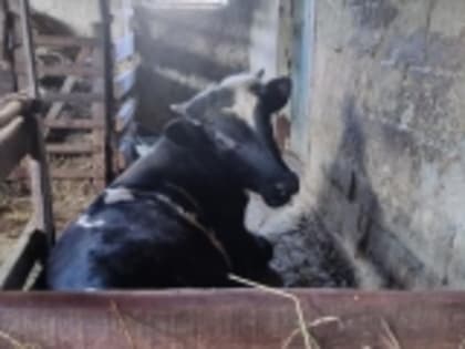 Получившие господдержку по проекту «Соцконтракт» выходят из трудной жизненной ситуации в Новолакском районе