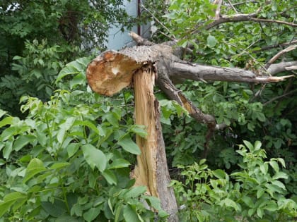 В Махачкале устанавливают нарушителей, спиливших деревья на придомовой территории