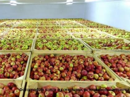 В Дагестане до 2030 года запустят плодоовощехранилища мощностью 100 000 тонн