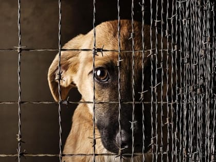 За жестокое обращение с животными введена административная ответственность