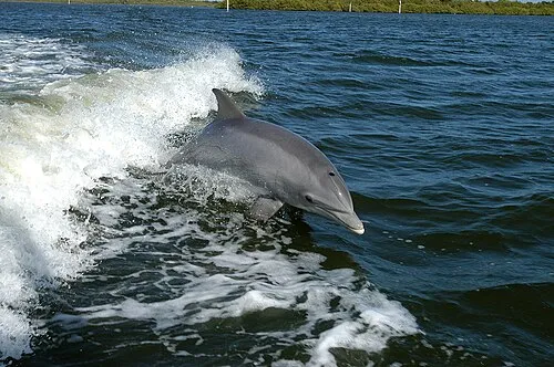 et masculines : Dauphin et Delphin