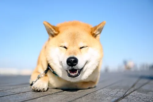 犬の日( 日本)