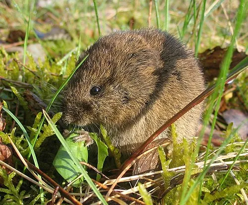 ムシの日（ 日本） （ねずみ・衛生害虫駆除推進月間（ムシナシ月間） - 7月4日まで）