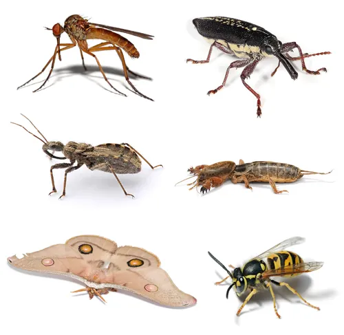 ムシキングの日（ 日本）