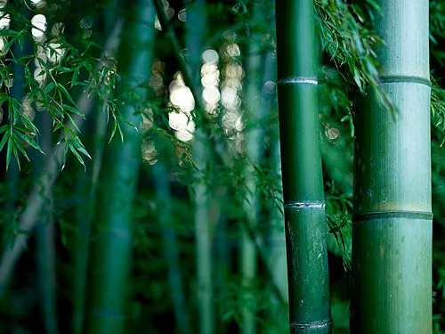 青海の竹のからかい( 日本)
