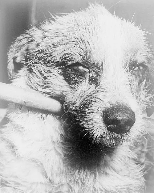 2006年に発足した狂犬病予防連盟が制定。狂犬病ワクチンの開発者であるルイ・パスツールの忌日。