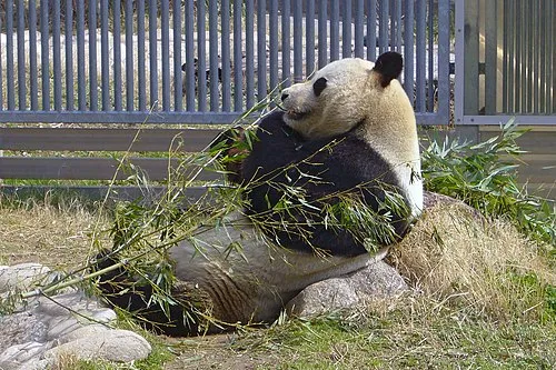 上野動物園開園記念日（ 日本）