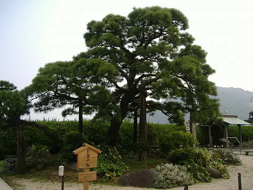 お宮の松