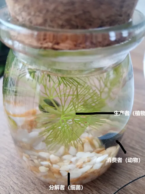 全球老虎日