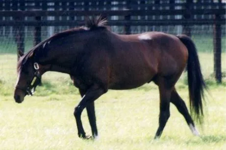 1988年 - トウカイテイオー、競走馬（+ 2013年）