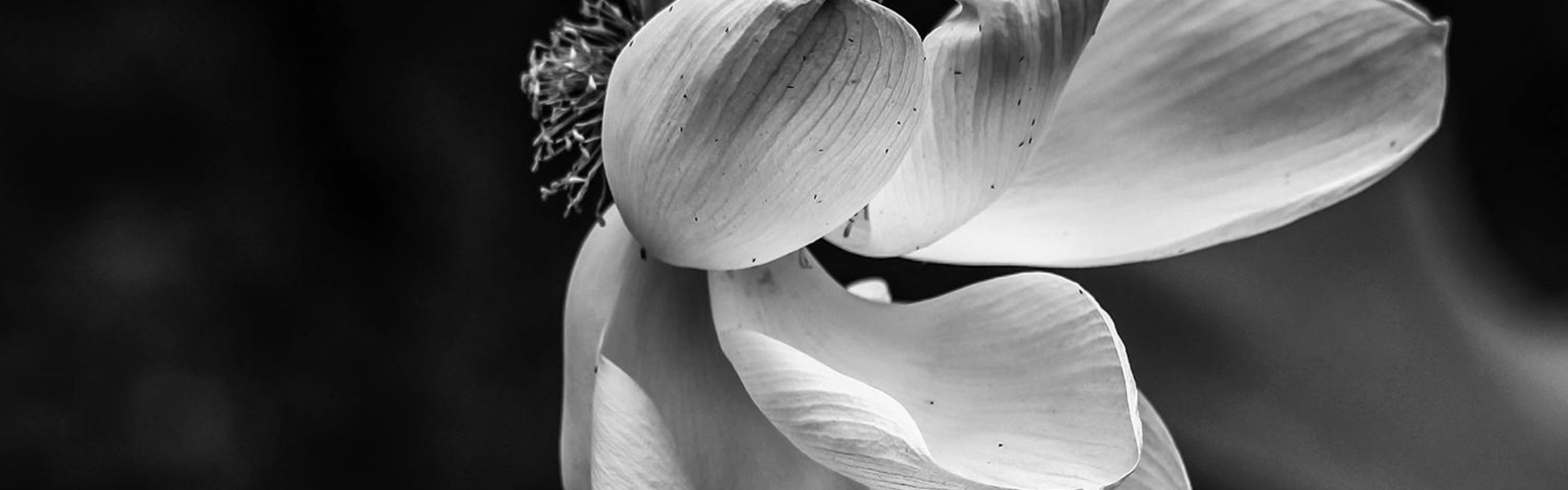 _0003_pexels-leapcity-477355535-27810051
