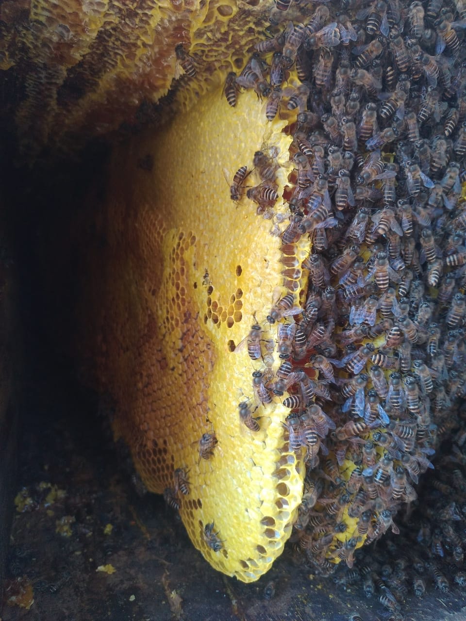 Wild Forest Honey