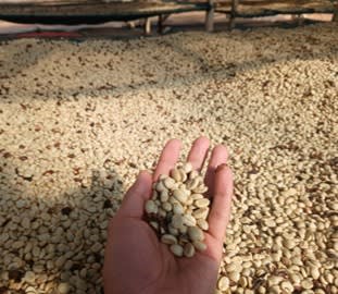 Nagaland Arabica — Washed