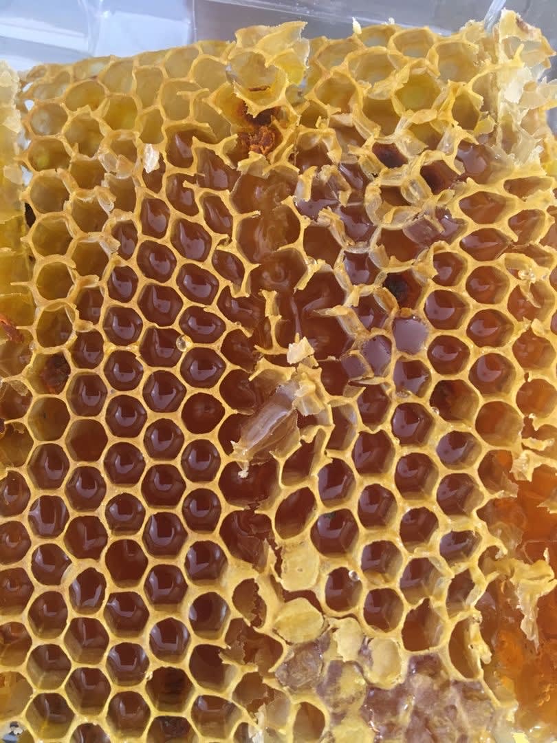 Apis Cerana Wild Cherry Honey