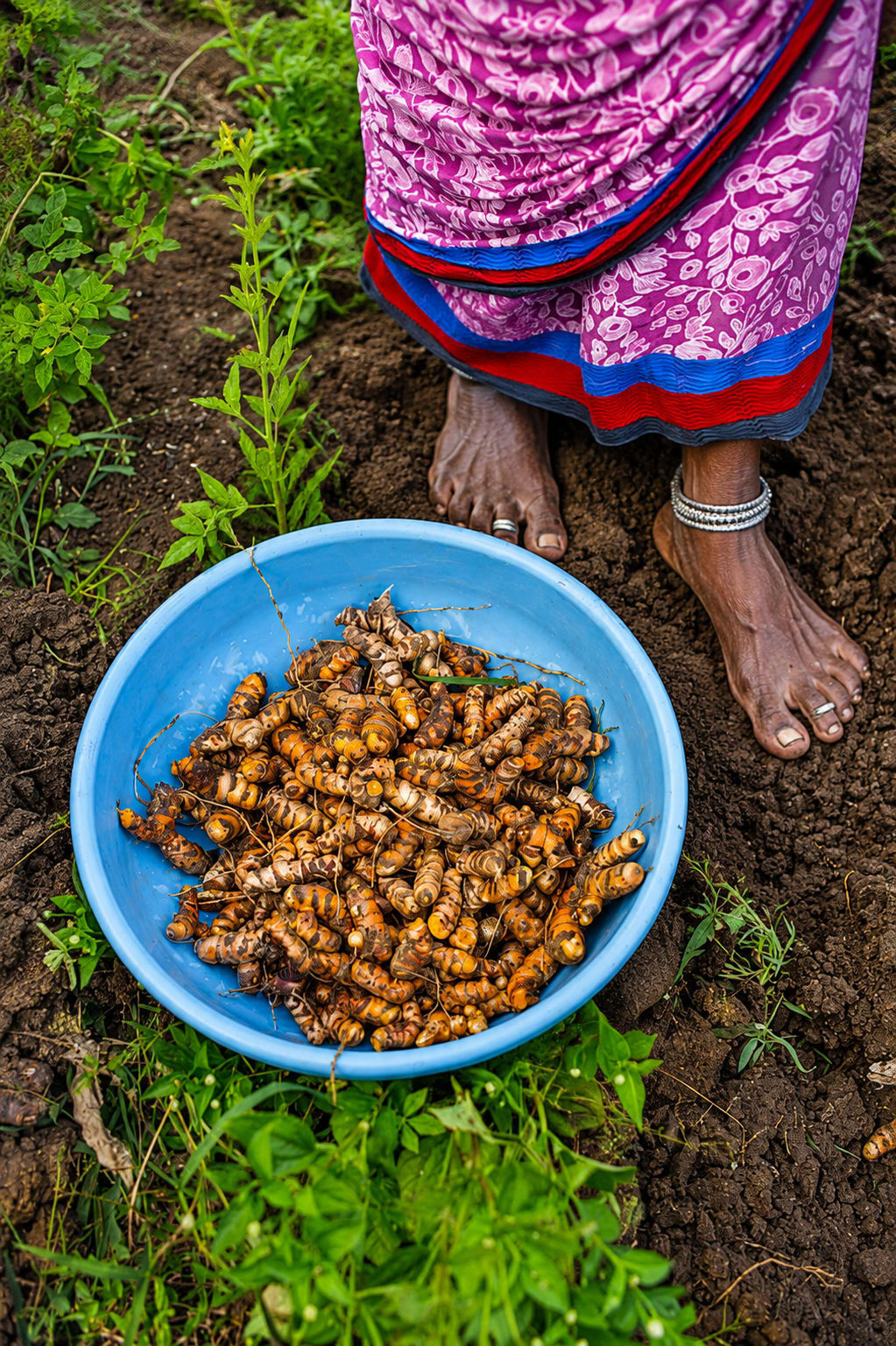 Meghalaya - Species and Honey