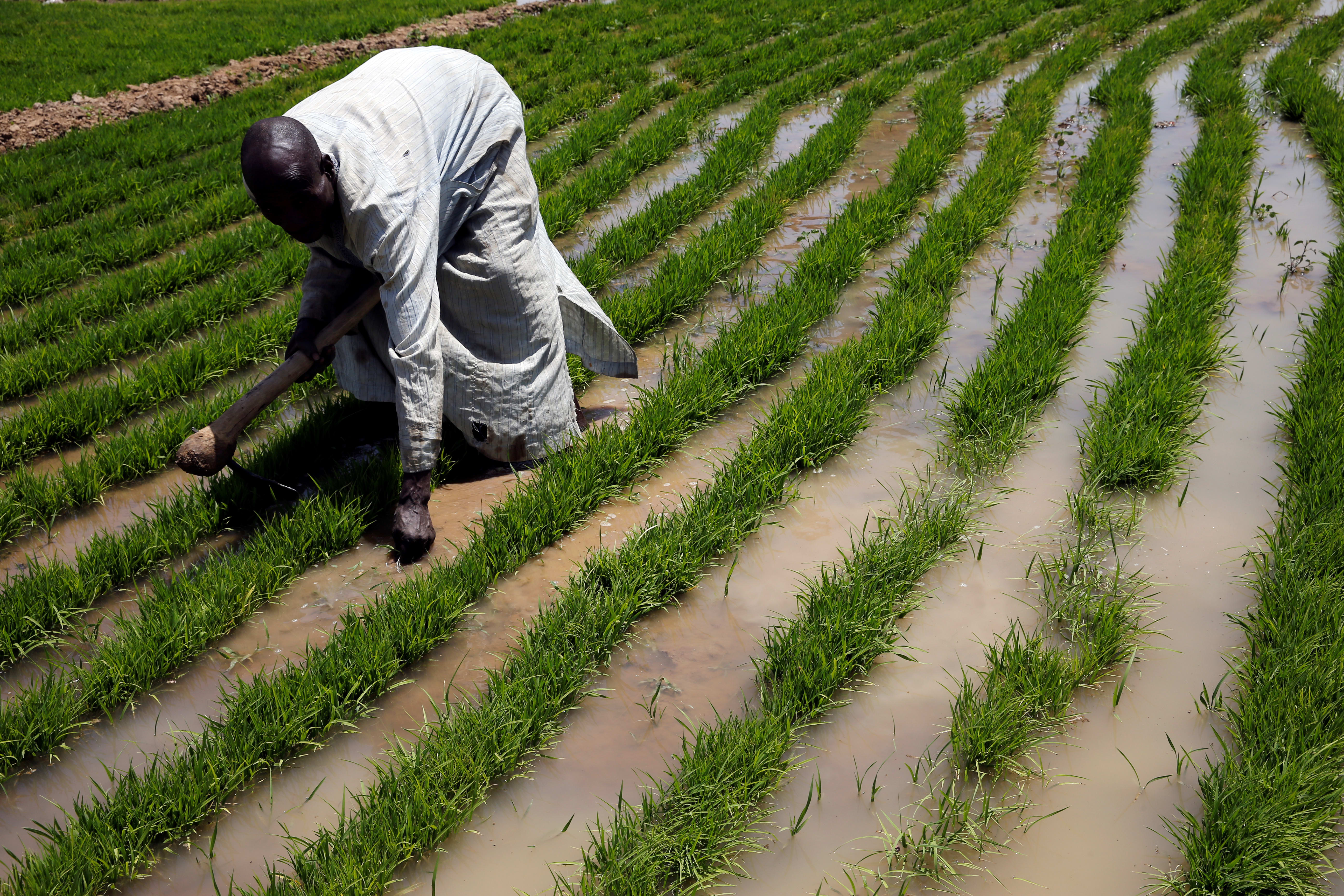 Buhari Orders Land Borders Closed in Long-Running Effort to Boost Rice ...