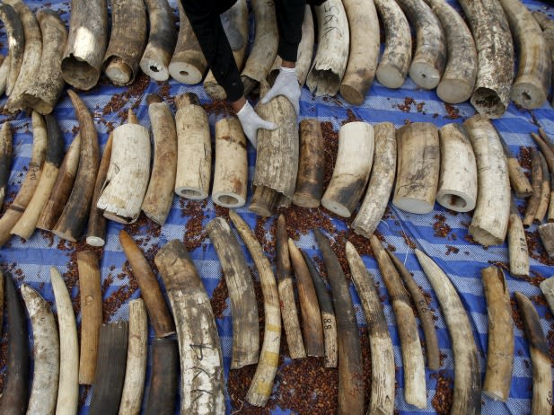 Massive Ivory Shipment Seized in South Sudan | Council on Foreign Relations