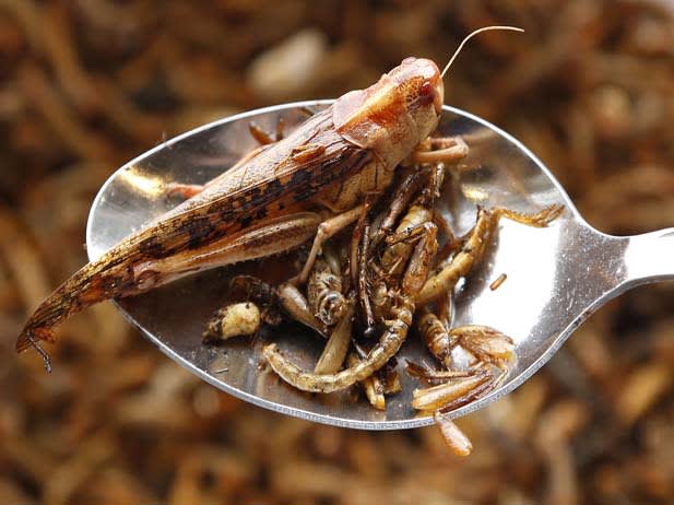 There’s a Fly in My Soup! Can Insects Satisfy World Food Needs ...