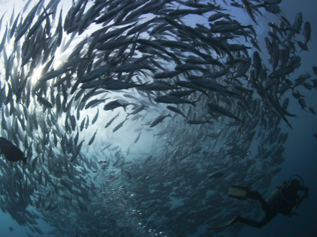 Turning the Tide on Global Ocean Acidification | Council on Foreign ...