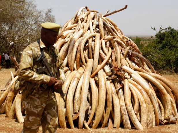 Al-Shabaab’s Ivory Trade, Continued | Council on Foreign Relations