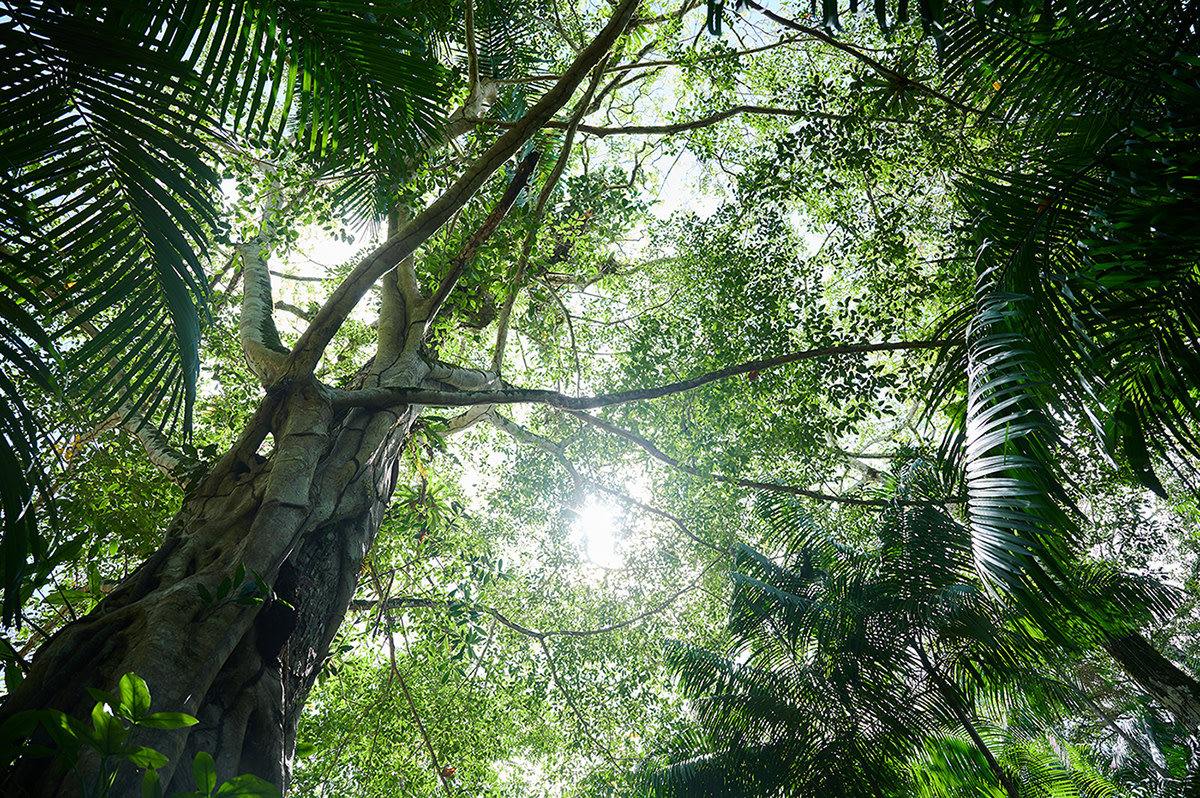 View of trees and plants growing in the rainforest in Brazil.