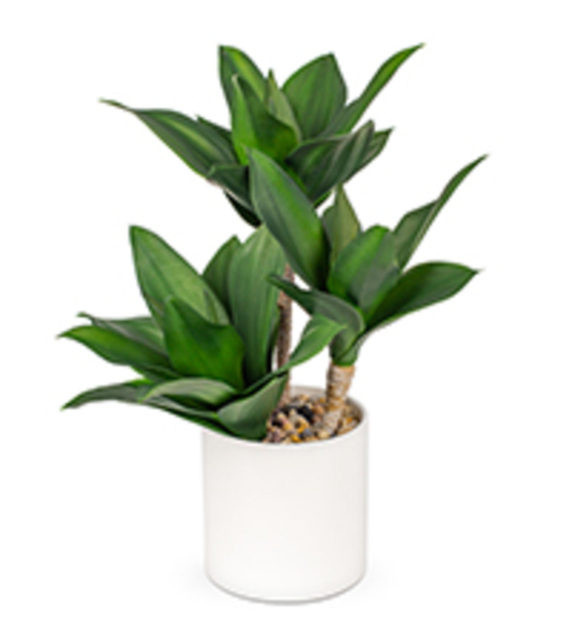 Large Artificial Agave Plant - 15" Faux Three-Head Succulent in Modern White Ceramic Pot detail 8